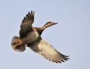 Aves en Vuelo