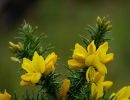 Ulex