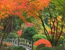 La belleza de los jardines japoneses